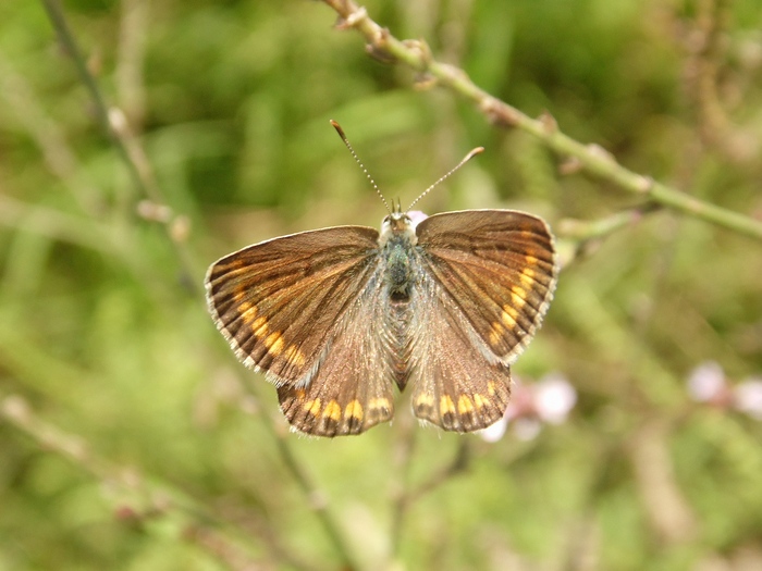 Lepidotteri del Parco del Roccolo